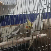 عروس هلندی مولد تضمینی