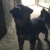 توله سگ ژرمن وررک