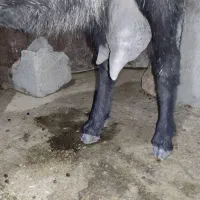 بز هلندی|حیوانات مزرعه|صحنه, |دیوار