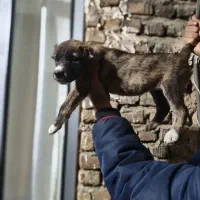 واگذاری|سگ|گرگان, |دیوار