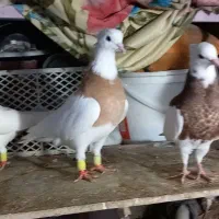 زیورآلات تزئینی، ،طوقی|جواهرات|تاکستان, |دیوار