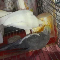 عروس هلندی
