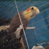 عروس هلندی نر و ماده|پرنده|رومشکان, |دیوار