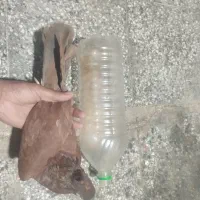 نرسرخ صرب 35 سانتی معاوضه باقلیون شارژی عوض میکنم|پرنده|سوسنگرد, |دیوار