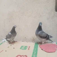 با سلام دوتا جوجه هیچ
