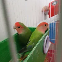 طوطی برزیلی