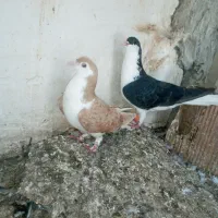 ساده درشت کفتر شش دانگ نر ماده