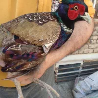 خروس جنگلی پرورشی واسه گوشت واسه درمان بیشتر امراض|حیوانات مزرعه|تربت‌حیدریه, یحیی آباد|دیوار