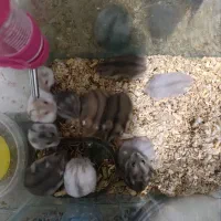 همستر کمپل|موش و خرگوش|تهران, بریانک|دیوار