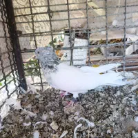 کله ای|پرنده|بم, |دیوار