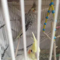 عروس هلندی سرحال وجوان|پرنده|بروجرد, |دیوار