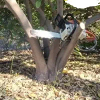 گل خریدبرش مرکبات