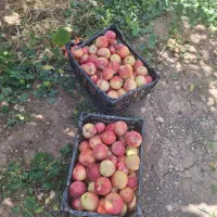 فروش محصولات امسال باغات چغاخور