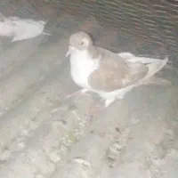 کفتر|پرنده|بیرجند, |دیوار