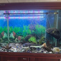 آکواریوم با ماهی و لوازم|ماهی|پردیس, فاز ۴|دیوار