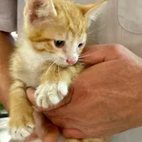 واگذاری رایگان تعدادی بچه گربه بسیار زیبای خانگی