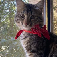 واگذاری گربه خانگی