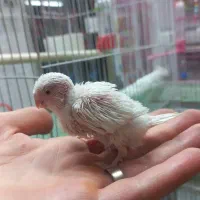 جوجه کوتوله برزیلی، مرغ عشق، عروس هلندی|پرنده|اصفهان, سپاهانشهر|دیوار