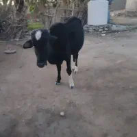 گاو نر دوساله