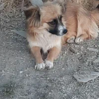 سگ پاکوتا خانگی|سگ|سنندج, |دیوار