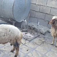 کاور|حیوانات مزرعه|ایلام, |دیوار