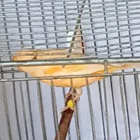قناری جون بخون که دنیابه روت نگاه کنه.|پرنده|بشاریات, |دیوار
