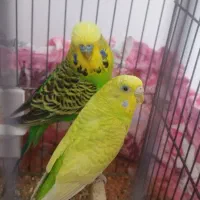 مرغ عشق انگلیسی و اسپانگل