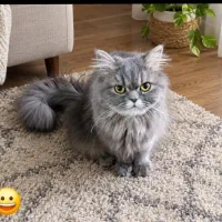 گربه اسکاتیش پرشین