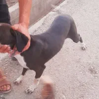 توله سگ دنبالانی حرفی واکسن خورده|سگ|گلی داغ, |دیوار