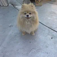 پامر خرسی ماده|سگ|سبزوار, چهارراه فرودگاه|دیوار