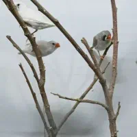 فنچ|پرنده|اراک, |دیوار