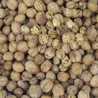 گردو ارگانیک شاه جهان مغز سفید و پرچرب|خوردنی و آشامیدنی|شیروان (خراسان), |دیوار
