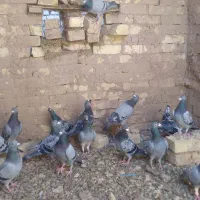 کبوتر مسافتی پلاکی