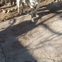 نوه هوزی قهرمان فقط پر کردن با ماده سرابی شما