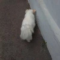 واگذاری سگ|سگ|محمودآباد, |دیوار