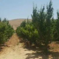 زمین دالین اموزش پرورش