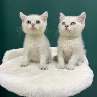 بریتیش سیلور/ شهرک غرب/ سپهر