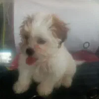 واگذار ی سگ