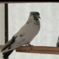 کبوتر