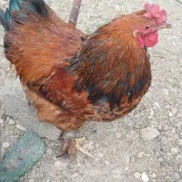 خروس