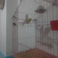 مرغ عشق