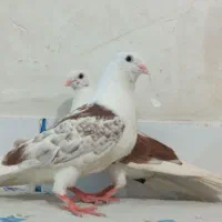 کبوتر  دمبی  دوکت  اشعل