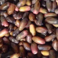 خرمای ربی درجه یک حراج