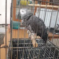 کاسکو۳ساله را وسخنگو لطفا کوضیحات خوانده شود