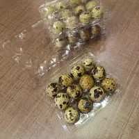 تخم بلدرچین درجه ۱