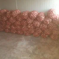 پیاز|عمده‌فروشی|زنجانرود, |دیوار