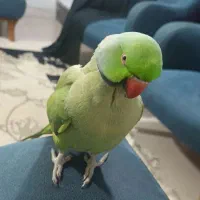 ملنگو نر سخنگو فول دستی|پرنده|خرم‌آباد (تنکابن), |دیوار