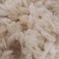 پنبه