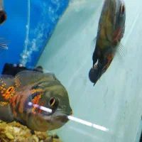 ماهی زینتی|ماهی|شیراز, بازار|دیوار