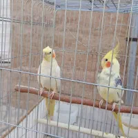 عروس هلندی